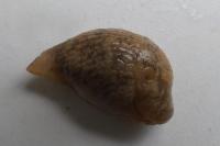 Deroceras reticulatum