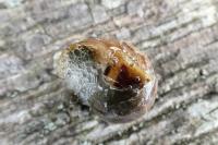 Cornu aspersum