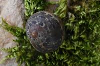 Cornu aspersum