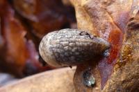 Deroceras reticulatum