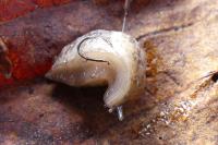 Deroceras reticulatum