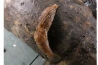 Deroceras reticulatum