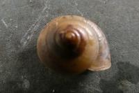Hygromia cinctella