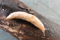 Deroceras reticulatum