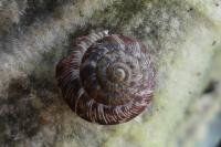 Gonyodiscus rotundatus