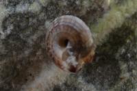 Gonyodiscus rotundatus
