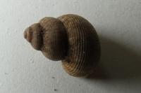 Pomatias elegans