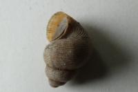 Pomatias elegans
