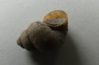 Pomatias elegans