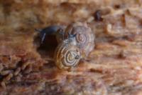 Gonyodiscus rotundatus