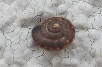 Hygromia cinctella