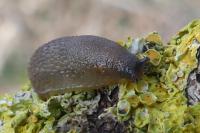 Arion distinctus