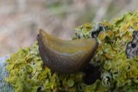 Arion distinctus