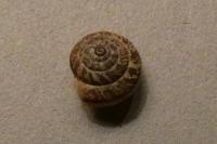 Xeroplexa intersecta