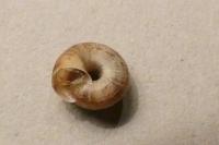 Xeroplexa intersecta