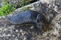 Arion hortensis