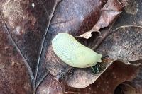 Arion intermedius