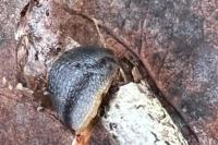 Arion hortensis