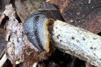 Arion hortensis