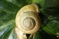 Cepaea nemoralis