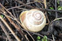 Cepaea nemoralis