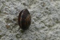 Hygromia cinctella