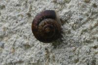 Hygromia cinctella