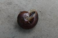 Hygromia cinctella