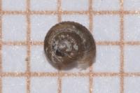 Vallonia costata