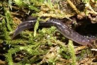 Lehmannia marginata