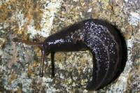Limax
