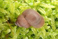 Pomatias elegans