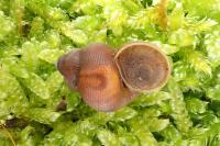 Pomatias elegans