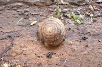 Gonyodiscus rotundatus