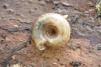 Gonyodiscus rotundatus