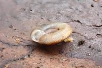 Gonyodiscus rotundatus