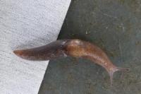 Deroceras invadens