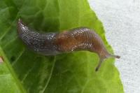 Deroceras invadens