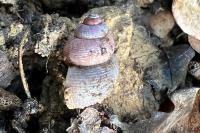 Pomatias elegans
