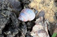 Pomatias elegans