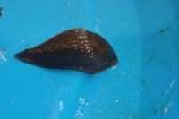 Arion vulgaris