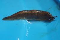 Arion vulgaris
