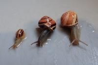 Cepaea nemoralis