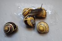 Cepaea nemoralis
