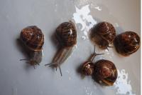 Cornu aspersum