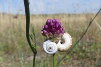 Helicella itala