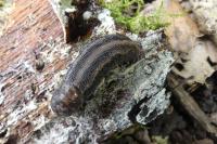 Limax maximus