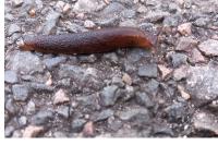 Arion vulgaris