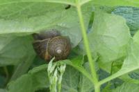 Cornu aspersum