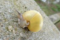 Cepaea nemoralis